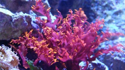 #ad #ad Reef Refugium live Red Dragons Breath Macro Algae Food coral Acropora bounce Big $29.00