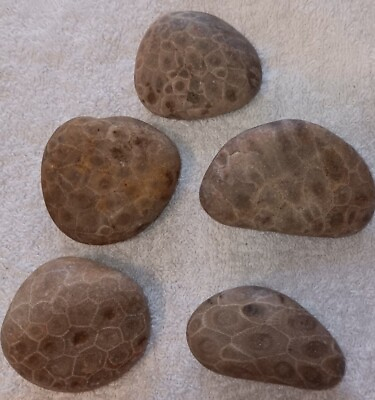 #ad 5pc Petoskey Stones Unpolished Lake Tumbled Antient Fossil Coral Great Lakes $23.00