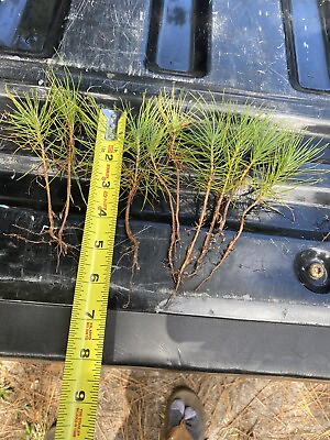 #ad 6 loblolly pine tree seedlings 6” 12”perfect transplant size Very Fast Growing $14.98