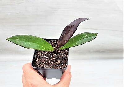 #ad Hoya pubicaly x Black Dragon live rare house plants in 3 inch nursery pot $12.99