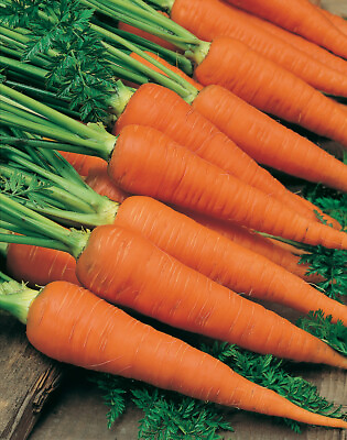 #ad Danvers Carrot Seeds 1000 Vegetable Garden NON GMO USA SELLER FREE SHIPPING $1.99