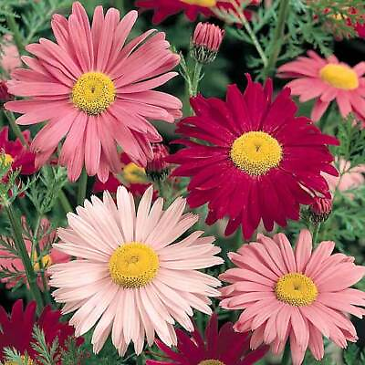 #ad Painted Daisy Seeds 300 Flower USA SELLER FREE SHIPPING PERRENIAL MULTI COLOR $2.25