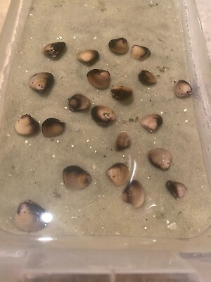 #ad 10 Live Freshwater Clams: Perfect For Aquariums And Ponds $16.00