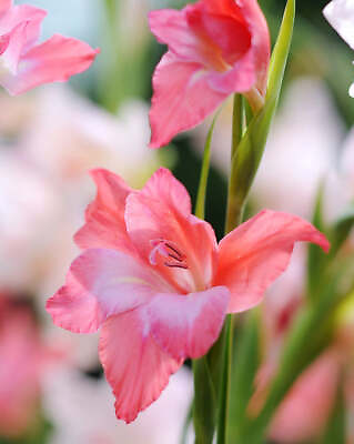 #ad Charming Beauty Hardy Gladiolus 5 bulbs $11.58