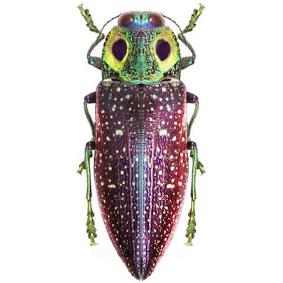 #ad #ad Lampropelpa rothschildi green purple owl eye beetle Madagascar unmounted $8.00