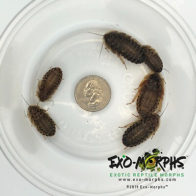 #ad 100 Large Dubia Roaches 3 4quot; 1quot; Length $23.00