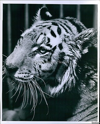 #ad 1964 Como Park Zoo Tiger Mike Closeup Cage St Paul Mn Animals 8X10 Vintage Photo $24.99