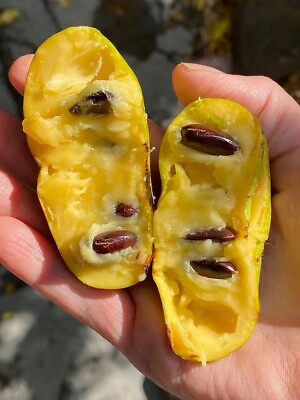 #ad 2 TWO PAWPAW SEEDLING TREES— 6” Tall —Bare Root Paw Paw Seed $13.50