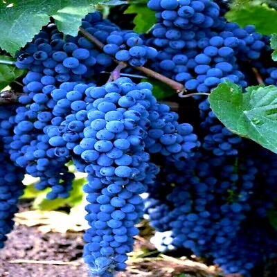 #ad 20 WINE GRAPE SEEDS Vitis vinifera Vine Tree Fast Hardy Garden Fruit Plant $7.15