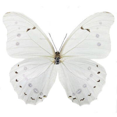 #ad Morpho polyphemus ONE REAL BUTTERFLY WHITE UNMOUNTED WINGS CLOSED $20.00