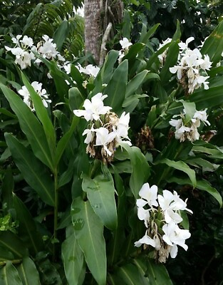#ad 2 White Hedychium Coronarium Rhizomes Butterfly Ginger Plants Free Offer $18.00