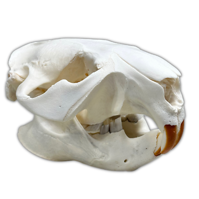 #ad Beaver Skull $45.00
