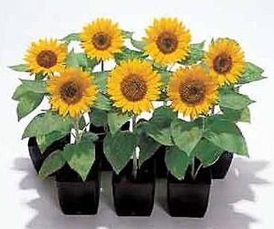 #ad Helianthus Sunflower Big Smile Annual Seeds $11.97