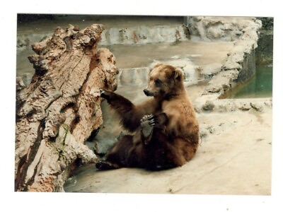#ad Vintage 1987 Photo KODIAK BEAR San Diego Zoo Vacation 1980#x27;s R156 B $1.00