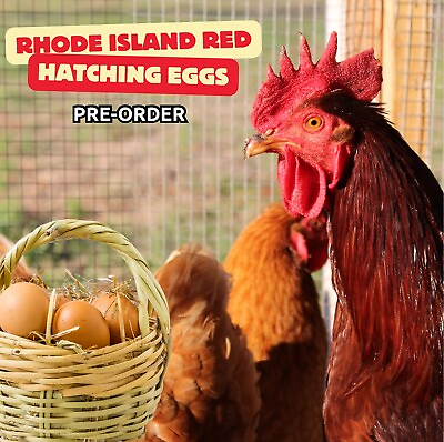 #ad 6 Rhode Island Red chicken hatching eggs for sale fertile READ DESCRIPTION $15.00