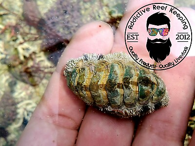 #ad Fuzzy Chiton Green Hair Algae Eater Saltwater Marine Invertebrate $7.99