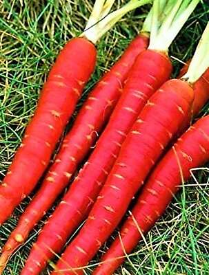 #ad Atomic RED Carrot Seeds 200 Seeds NON GMO BUY 4 GET FREE SHIPPING $0.99