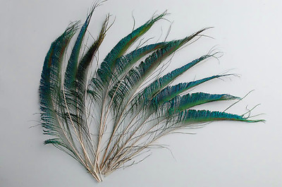 #ad 50 Pcs PEACOCK SWORDS Natural Feathers 10 14quot; Craft Pad Costume Halloween Bridal $21.79