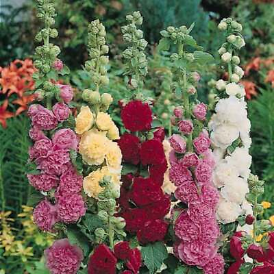 #ad Summer Carnival Mix Hollyhock Seeds Non GMO Free Shipping Seed Store 1194 $15.89