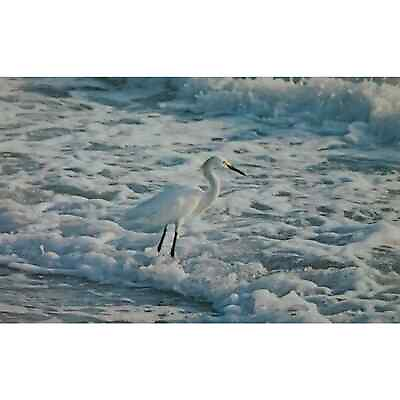#ad Snowy Egret Florida Ocean White Foam Beach Undivided Postcard $7.00