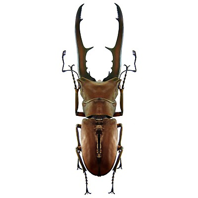 #ad #ad Cyclommatus metallifer stag beetle Indonesia unmounted packaged $10.00