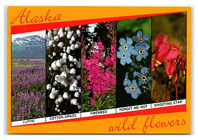 #ad Postcard Alaska Wild Flowers Lupine Cotton Grass Fireweed Forget Me Not D53 $1.99