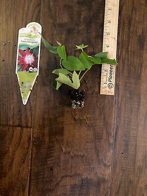 #ad Lady Margaret Passion Flower Vine Passiflora hybrid 1 TC Plant Plug 2 4 in $9.99
