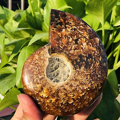 #ad 304g Natural Fossil Chrysanthemum Conch Crystal Mineral Specimen Energy Healing $53.00