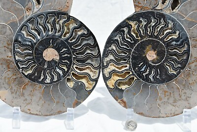 #ad RARE 1n100 BLACK Ammonite Pair Deep Crystals 228mm XXXLRG 9.0quot; 110myo 3212uy $314.99