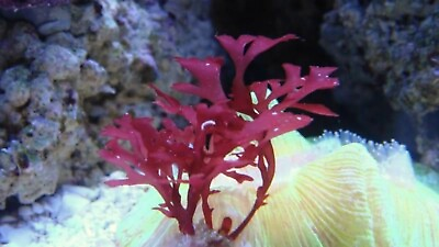 #ad Live Frag Gracilaria Hayi Macro Algae Plant Refugium Coral Reef Saltwater $8.47