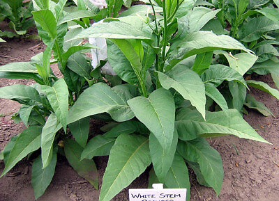 #ad 1000 White Stem Orinoco Tobacco Seeds Heirloom Bright Leaf Nicotiana Tabacum $3.99
