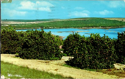 #ad Postcard FL Orange Groves Blue Water Lake Dated 1959 Florida $2.00