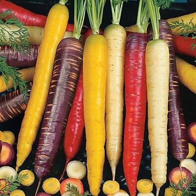 #ad Rainbow Blend Carrot Seeds 500 Vegetable Garden Mixture NON GMO FREE SHIPPING $1.99