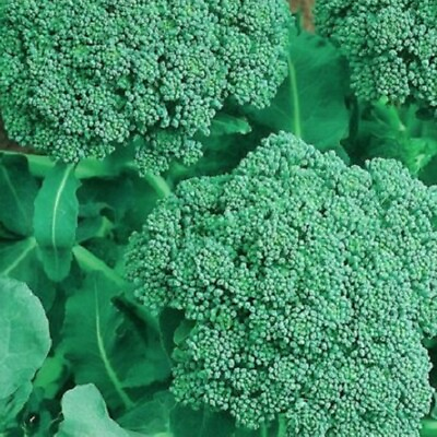 #ad Broccoli Seeds NON GMO Heirloom Fresh Garden Seeds $4.00