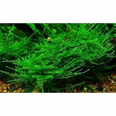 #ad Christmas Moss Vesicularia Montagnei Aquarium Plants Moss BUY 2 GET 1 FREE ✅ $8.98