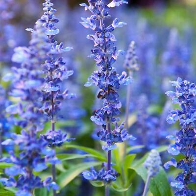 #ad 1500 HYSSOP SEEDS Hyssopus officinalis Non GMO Free Shipping $3.29