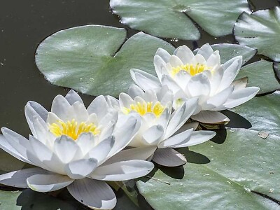 #ad Tuber Nymphaea odorata White Water Lily Live Plant Native Hardy $5.00
