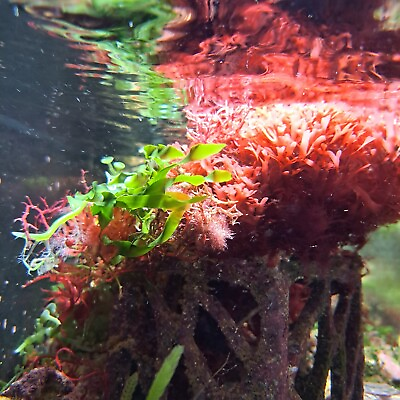 #ad Live Frags x3 Green amp; Red Macro Algae Plant Reef Refugium Coral Saltwater $16.55