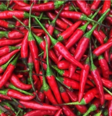 #ad 10Thai Hot Pepper Seeds $1.99