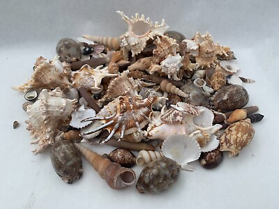 #ad Beautiful Seashells Wedding and Crafting Decor Sea Shell Best Price Free Ship $24.99