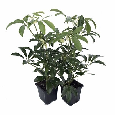 #ad #ad Creme amp; Green Hawaiian Schefflera 2 Plants Great Indoors 3quot; Pot $8.99