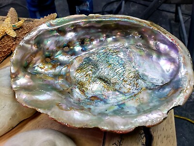 #ad Seashell Collection 60 shells sea stars large sand dollars conch shells $200.00