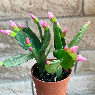 #ad #ad Pink Flower Easter Cactus Rhipsalidopsis Gaertnerrii $9.95