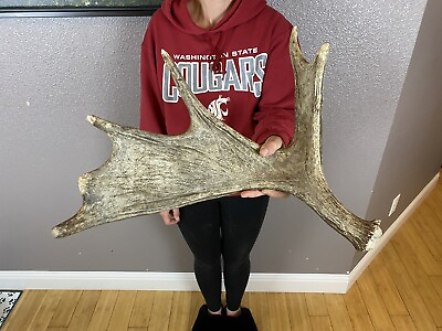 #ad SHIRAS Moose Shed Antler HORNS Taxidermy Skull Mount Carving Wild IDAHO Small. $99.99