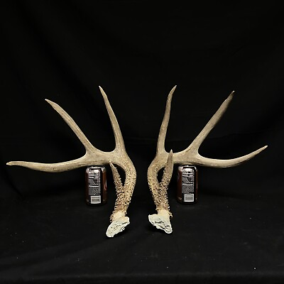 #ad 134” 8 Point Matching Set of Whitetail Deer Antlers Dark Brown Iowa Antlers $125.00