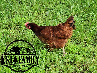#ad 12 2 Pure Rhode Island Red Hatching Eggs PT Clean 99% Fertile Rate $29.99