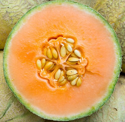 #ad Honeydew Melon Seeds Heirloom Non GMO Free Shipping Orange Flesh Variety $160.00