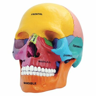 #ad Tedco Toys 26087 4D Anatomy Didactic Exploded Skull Model $31.03