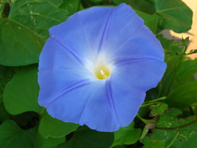 #ad SALE Hirt#x27;s Heavenly Blue Morning Glory 4500 Seeds UNTREATED FRESH $29.99