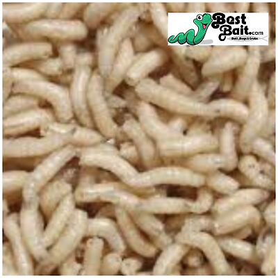#ad Live Spikes Maggots Blue Bottle Fly Larvae Free Shipping Live Guarantee $74.99